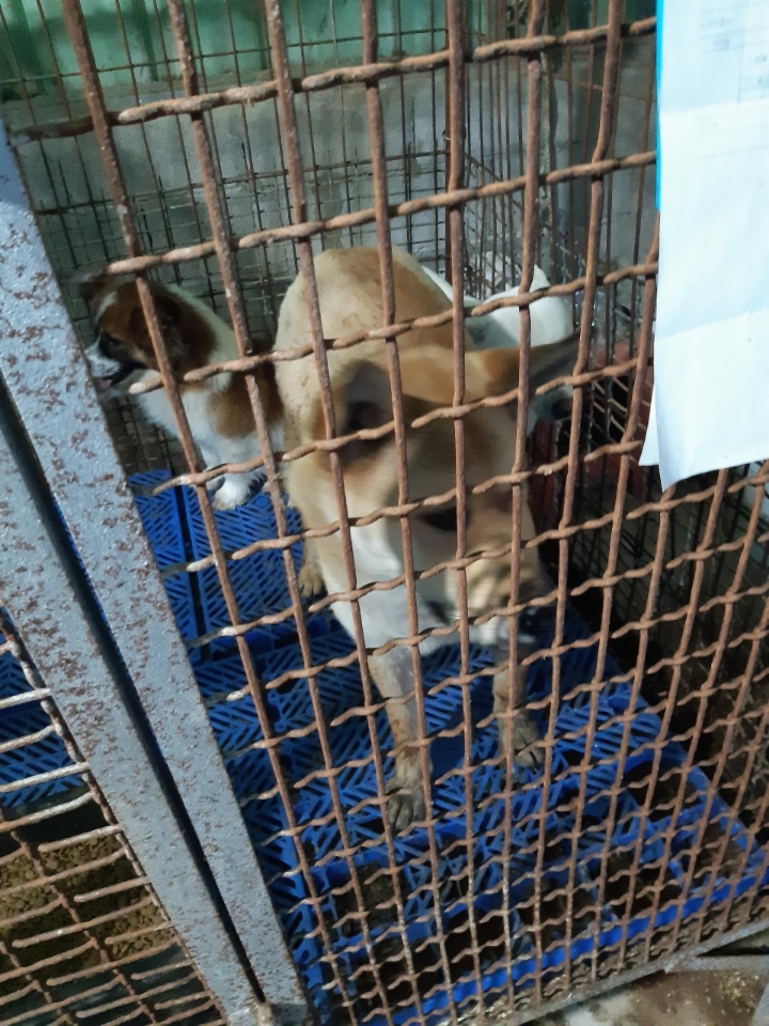 남해군유기동물보호소_448543202300075